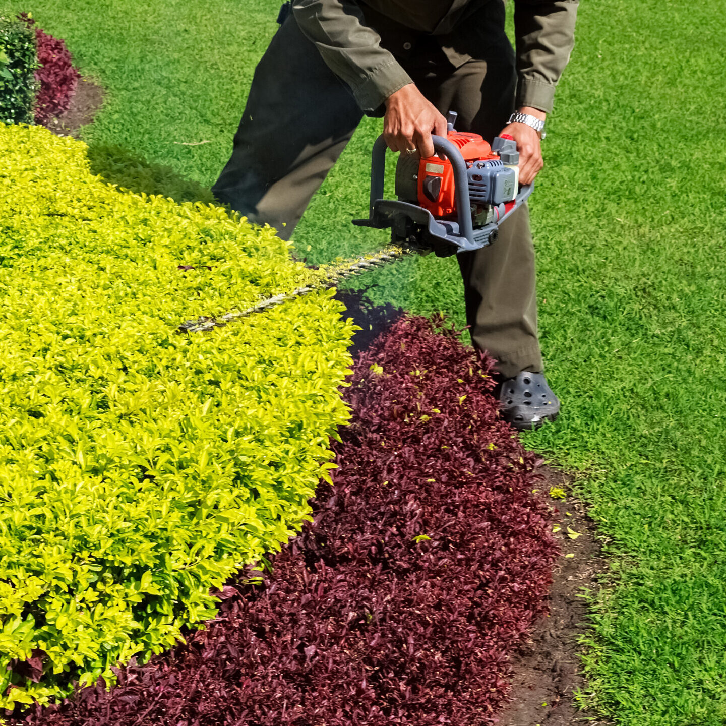 A man trimming shrub